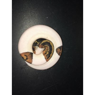 reptilian_freak's profile picture. 