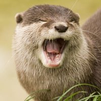 Bertrand Otter(@why_aye_otter) 's Twitter Profile Photo