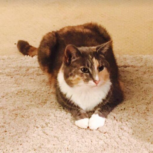 QueenAriacat's profile picture. I'm lost. I moved into Bottlesford Wiltshire on 17th November, and stayed indoors for a week.  I enjoyed the first two days of freedom, but then I got lost.