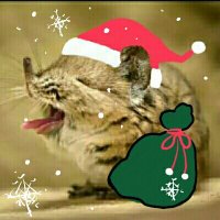 돈돈부리 (@joyesie) 's Twitter Profile
