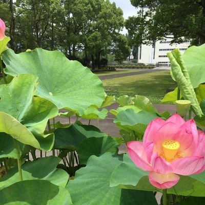 akira45171's profile picture. 【仏宝 法宝は必ず僧によりて住す❗】正しい信仰は日蓮正宗だけです😊帰依して未来永劫の幸せ(本当の幸せ)を得て、万歳に亘り後悔をしないように😊
儚(はかな)い幸せだけでは絶対に後悔します😊17/6/17勧誡 
19/3/24娘 御受戒 妻 勧誡🗻20.8.8 22 925 1127 23 0102 625 924