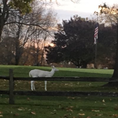 vaxfreedom4all's profile picture. momma, then a momma warrior to protect kids. woke up when my child was force vaccinated.