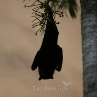 BatsRule.com🦇🐾(@Bats_Rule) 's Twitter Profile Photo