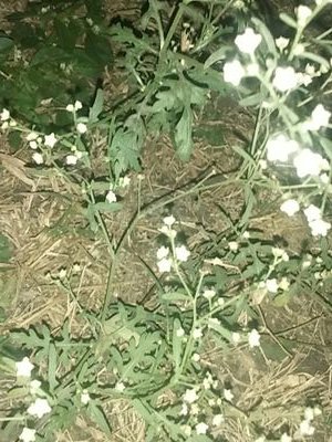 GrewalHeart's profile picture. Genaral happenes theropy