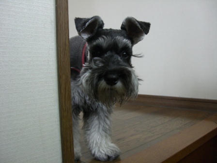 xiaoaki's profile picture. ごくたまつぶやきます。   小倉 魚町 三味線 シュナウザー 食べ歩き