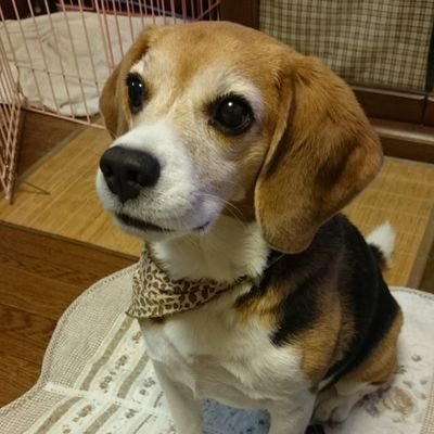 REN_2dogs's profile picture. ビーグル🐶女子ちょこ🌈。2019.12.1から急に歩行困難&しゃべるの困難に。調子は日によってばらばら。でも❗2019.12.25に完全復活😂いつもは元気にハキハキ、走り回ったり笑いまくってる塾講師してます💗生徒が元気の源❗
睡眠障害(。-ω-)zzz