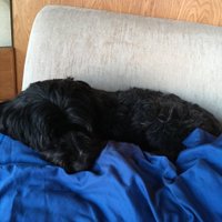 Aleks (@asentra101) 's Twitter Profile