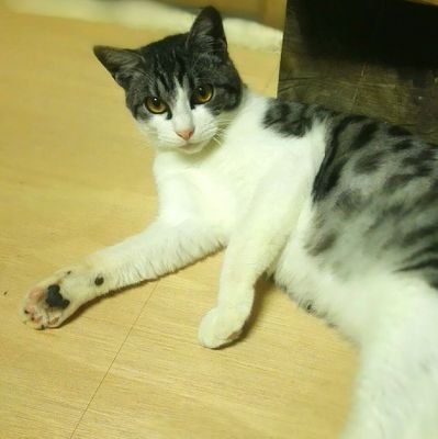neko201711's profile picture. @Yoshimasa_Tsu  の猫里親募集アカウントです。おかげさまで９匹みんな行き先が決まりました！後日談をたまに紹介しています。