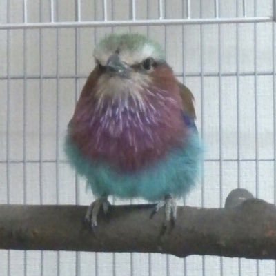 ライラックニシブッポウソウのどんぐりと暮らしています🐦 ⇨遊びで【LINEスタンプ 】https://t.co/veoLm4HL8G【メルカリ】https://t.co/zm6VmAq2iC販売中!