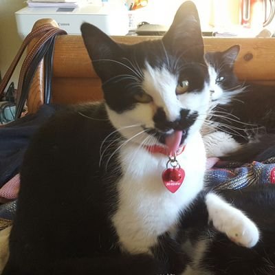 88seattlelds's profile picture. 