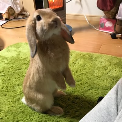 うさぎのみかん Rabbit Is Mikan Twitter