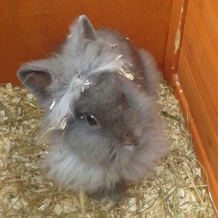 navoli01's profile picture. 