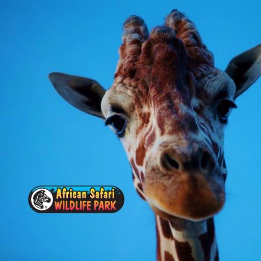 The Midwest's Largest and Best Drive-Thru Safari! Located in Port Clinton Ohio, only 15 minutes from Cedar Point!