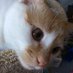 Cheddar (@FartyCheddarCat) Twitter profile photo Cheddar (@FartyCheddarCat) Twitter profile photo