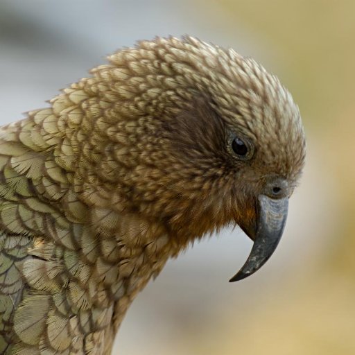 We love NZ birds, and we love voting in NZ bird of the year. Vote for your favorite birds!