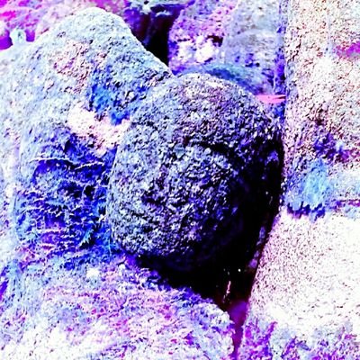 dp_orga's profile picture. 飄飄踉踉