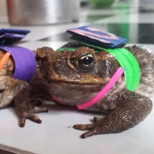 Research laboratory @jcu headed by @LinSchwarzkopf studying #ecology #invasivespecies #grazing #weeds #canetoads #reptiles