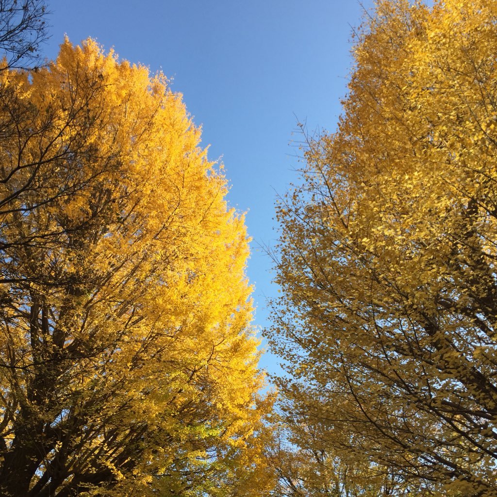 S 東京 催眠術 Ystokyo17 Twitter