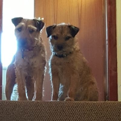 jcaden89's profile picture. 🏴󠁧󠁢󠁳󠁣󠁴󠁿🍷🐕🐕 ( Borders Wilma and Fred )⚽️(Celtic)🎶 ( 70s prog but will listen to almost anything)🍺🏕(caravan)