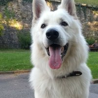 Polymere (@polymereamiga) 's Twitter Profile