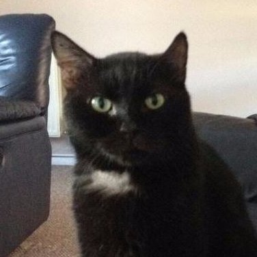 Hello, I am Steve CEO of Whiskers & Tails. We provide a bespoke pet service in #Bedfordshire from walking to sitting to cuddling!