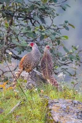 Indian Birds