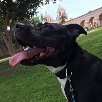 no2animaltest's profile picture. Just an advocate for going animal cruelty free. I want to spread awareness of the horror that goes on behind animal testing laboratories.