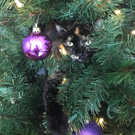 FiercePets's profile picture. Our parents cover the ins and outs of the healthcare industry, but we’re just here to look cute.