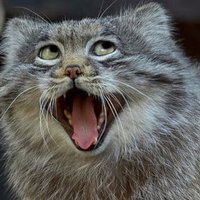 NineLives (@livesnine9) 's Twitter Profile Photo