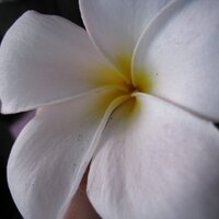 まー (@rosemarble) 's Twitter Profile