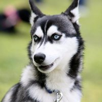 ハスキー犬・あお (@2012_assd) 's Twitter Profile