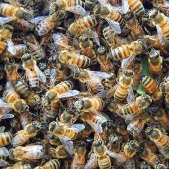The better bee account. Pronouns: They/Them (plural)
Find us nowhere else