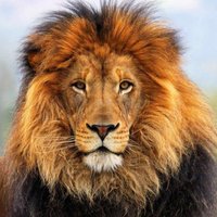 NHS Class Of 2019🦁 (@nhsstugo2019) 's Twitter Profile