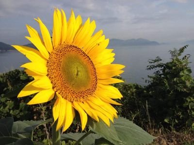 瀬戸内海の小さな島暮らし北木島