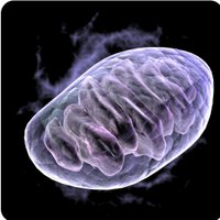 MitoMedicine (@mitomedicine) 's Twitter Profile