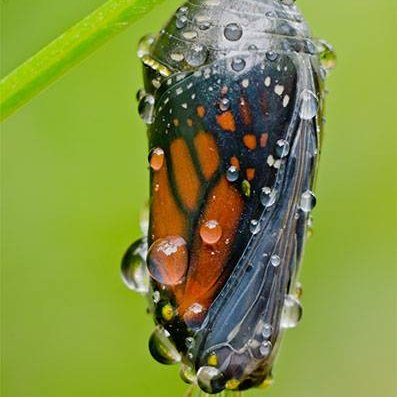 Monarchs, pollinators, Global Sanctuary for Elephants Brazil, seabirds, baseball, organic gardening, space, Epiphone SGs, Firefly guitars... and Yellow Labs...