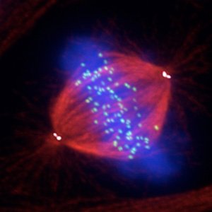 theManningLab's profile picture. Cell biology lab at WPI