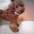 llaanncchhaann's profile image