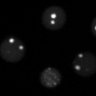 weber_lab's profile picture. @CRC_CRC (Tier 2) in Spatial organization of living systems 💧🦠🪱🔬 (she/her)