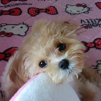 ココ (@coco_taku1213) 's Twitter Profile