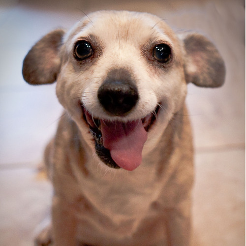 fourfeetfotos's profile picture. Four Feet Fotos provides some of the best modern, lifestyle pet photography for the greater Sacramento area and parts of Placer, El Dorado and Yolo counties.