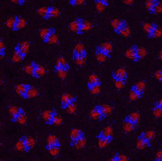 anphisik's profile picture. 