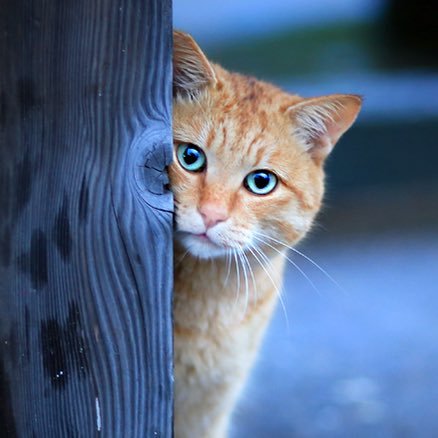 ▪️休日に猫さんを撮影しています☺️（一眼レフ・たまにiPhone使用）▪️猫さんと地域の方に配慮して活動地域、撮影場所は全て伏せております▪️写真の無断使用は×です。