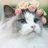 猫の夢.。.:*・゚☆のアイコン