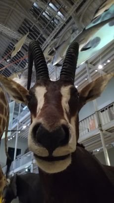 DiegoManoelB's profile picture. Pizza com Ketchup!