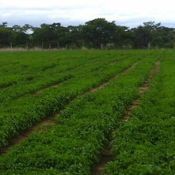 A_farming_S's profile picture. African Farming Solutions provides total farming solutions to all agriculturally related projects in the form of consulting, implementing and maintenance.