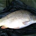 Sam Nightingale - @CarpMad1996 - Twitter