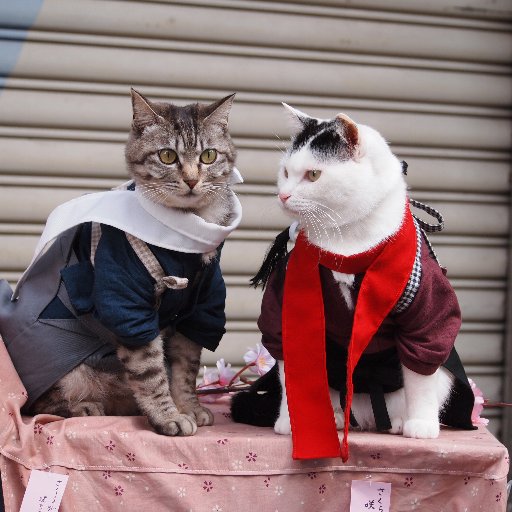 徳島県を盛り上げつつ、猫達と一緒にコスプレを楽しんでいます
衣装は全て手作りです🍀 ＃徳島県 ＃マチアソビ ＃コスプレ ＃猫

2023年1月06日 ゆき♀永眠

猫達の欲しいものリスト→https://t.co/iHf6yKlML5…