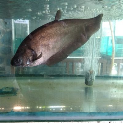 amrul_bkipm's profile picture. Aquarius