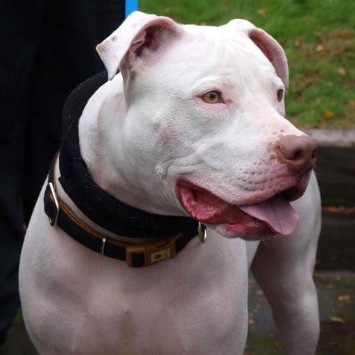 Head Lacrosse Coach Amity HS, LIU Post varsity lacrosse, Proud parent of Pitbull rescue Vito '' One life roll the dice